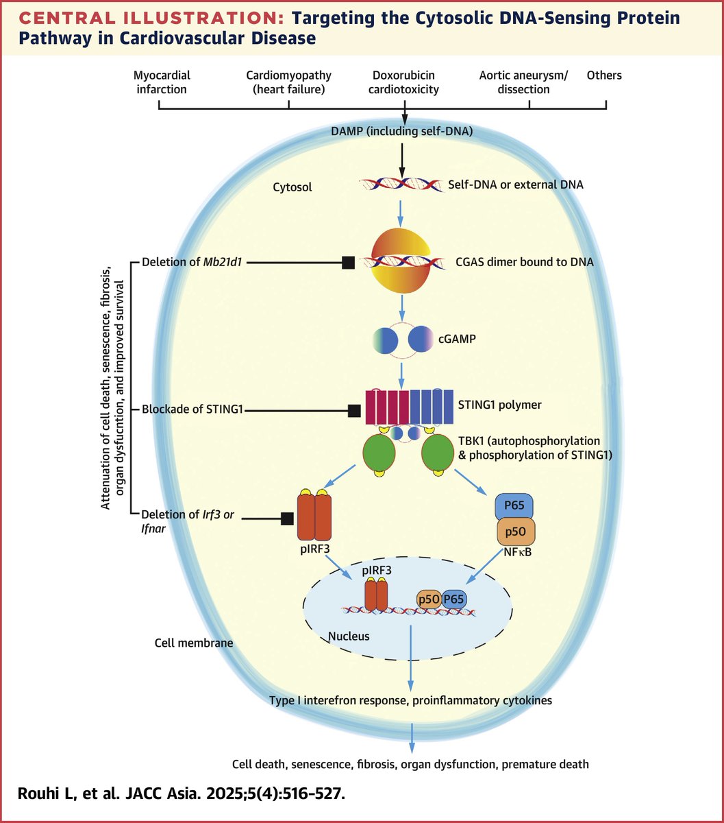 Inflammation fuels 🫀 disease—but what if we could stop it at the source? This #JACCAsia review explores how blocking CGAS-STING1 immune pathway could prevent cardiac dysfunction &amp; improve survival. Game-changer for CV therapy? 🔍 jacc.org/doi/10.1016/j.…

#cvPrev #CVD <a href="/AJMarianMD/">AJ Marian</a>