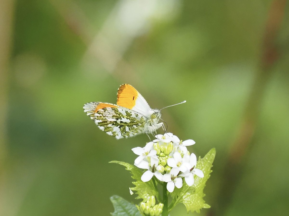 EarthyGarden's tweet photo. First Orange Tip Butterfly of the year. #photography https://t.co/V23oAj5RKN