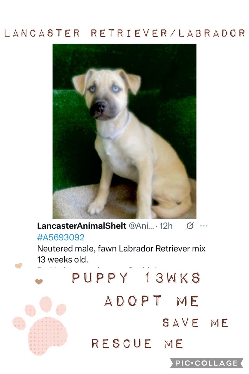 SarahjaneGille1's tweet photo. Low #views Lancaster #PUPPY only 13wks βThose π are Mesmerizingβ. #REPOST 7 puppies posted + Total 14 so busy! #labradorsandfriends #labsandmore #cc-labrescue #dlrraz #desertlabradorretrieverrescue #labrescuersfresno #4pawskiddorescueinc #pupswithoutborders #muchlove #luckytails https://t.co/ybQ7PXmojF