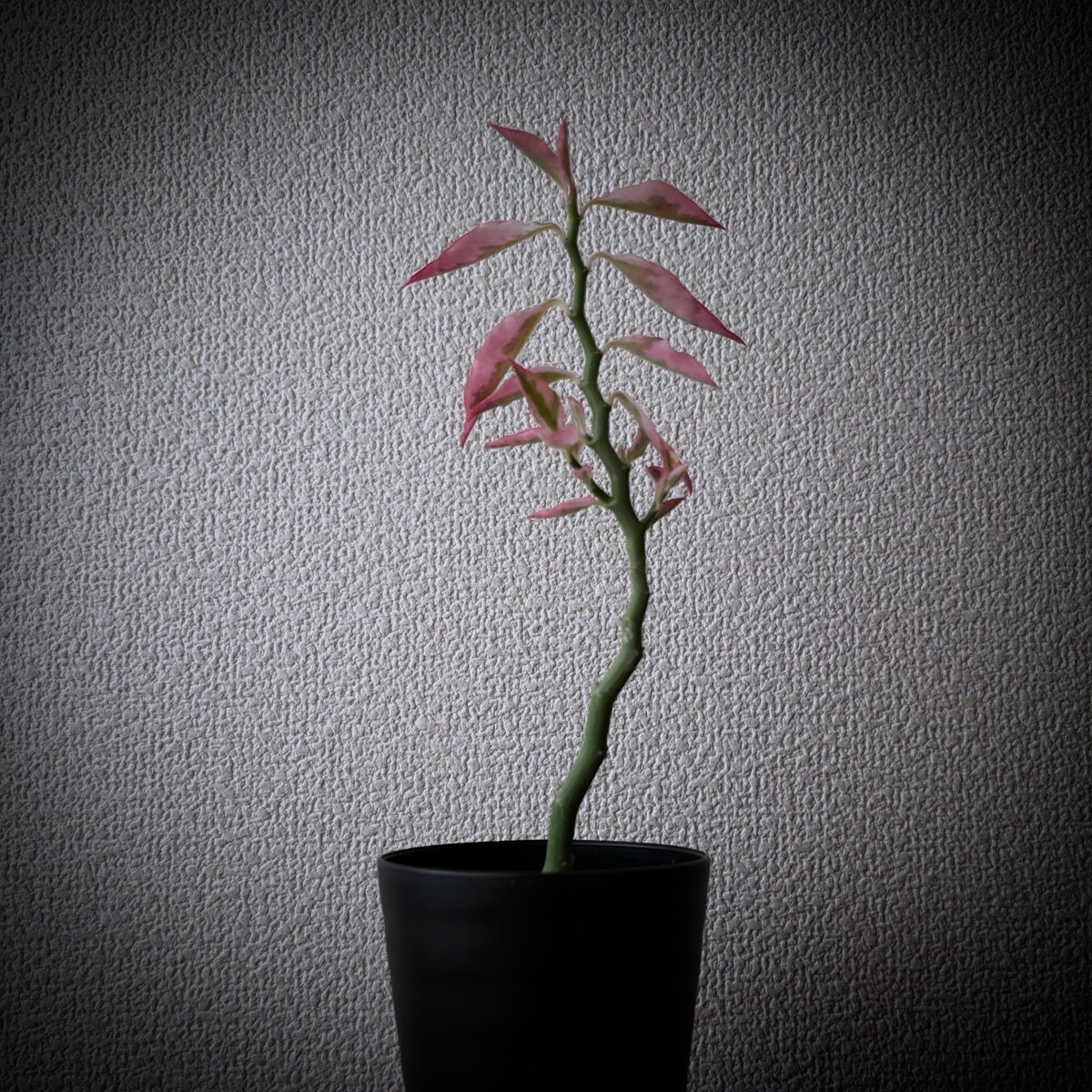 thee_zoe's tweet photo. 今週末の四国の植物イベント🪴

🪴愛媛　PLANTS FES
　4/20(日) 10時〜16時
　かすみの森公園
　https://t.co/baxzN0UNyx

#多肉植物
#珍奇植物
#植物イベント
#愛媛イベント https://t.co/2th0nmVUjn
