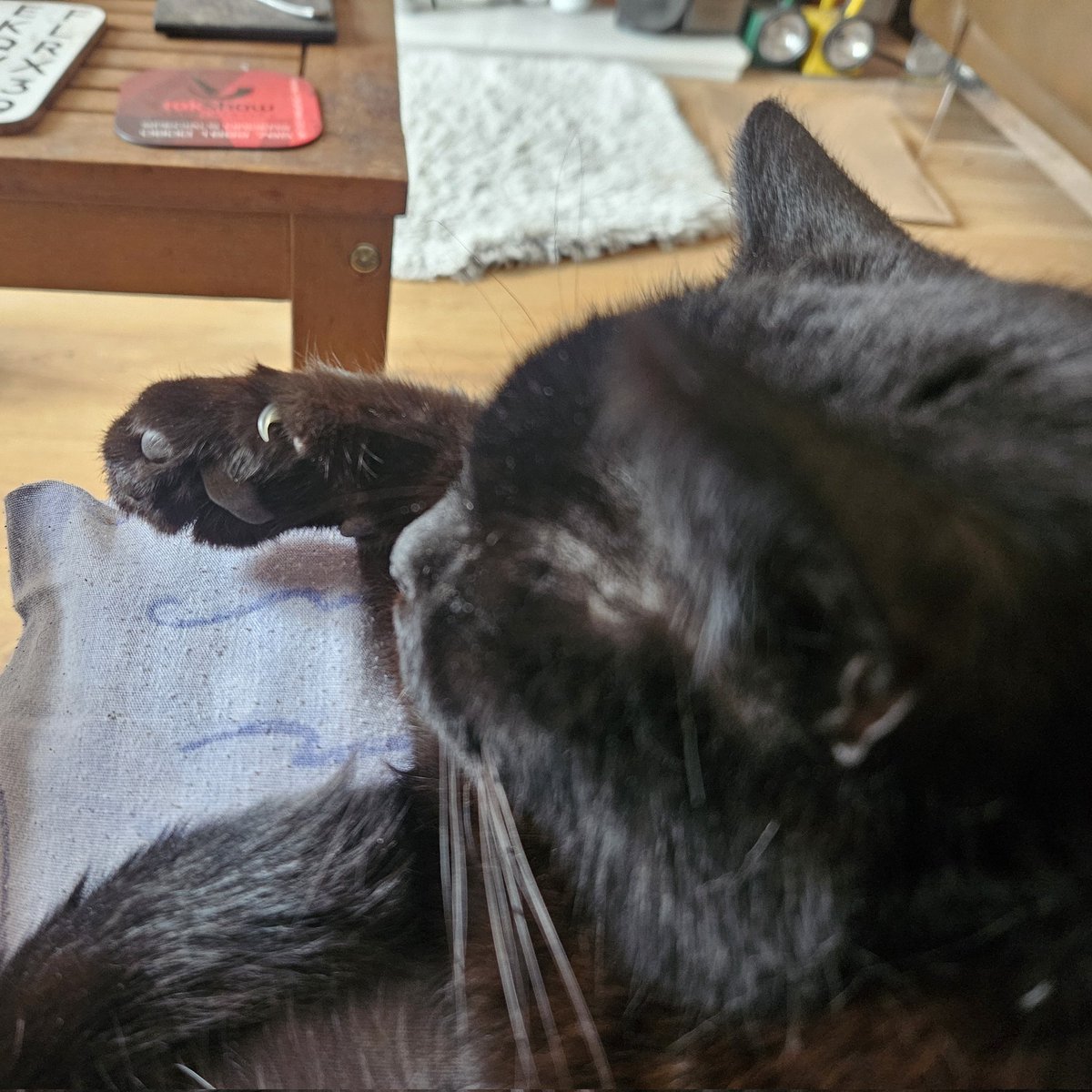 rincew1nd's tweet photo. Saturday is for snoozing, but the claws are always ready to defend.
#Caturday #AlanContent https://t.co/09c83o1y4V