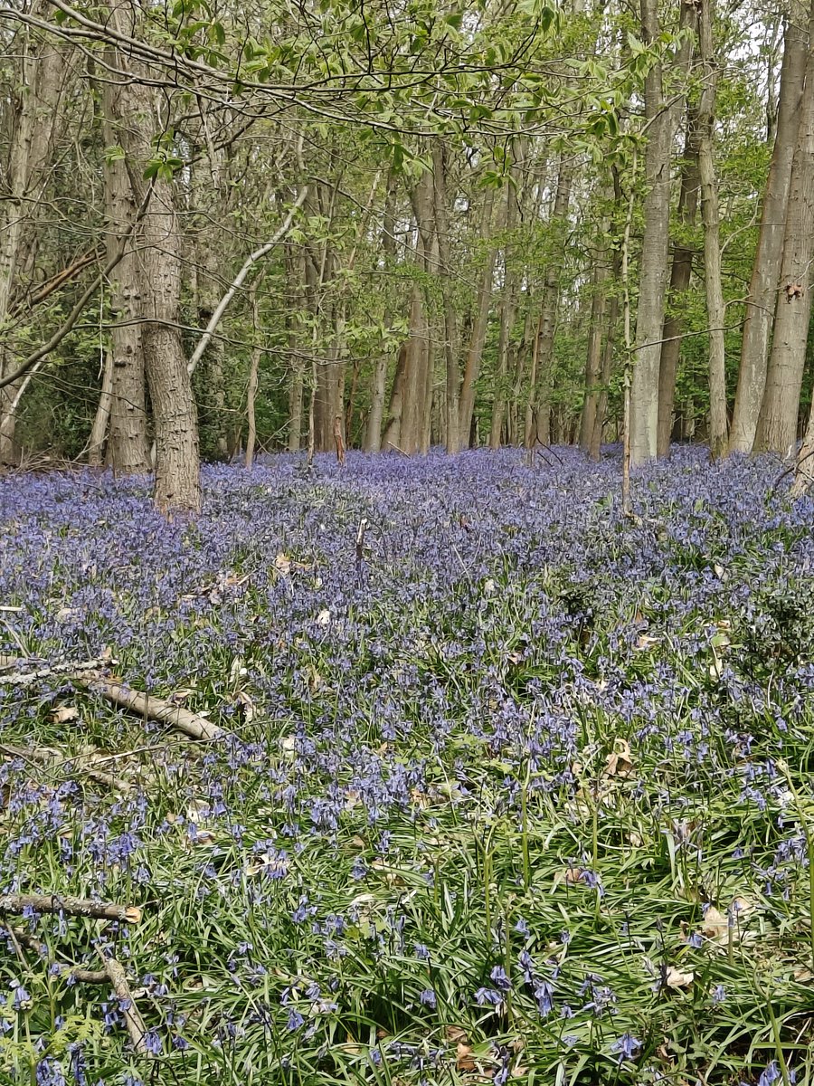 Conor Mayling Designs tweet media