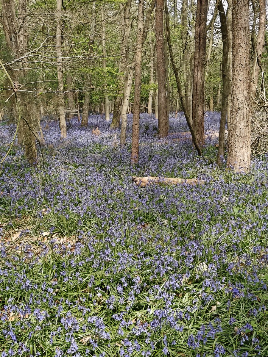 Conor Mayling Designs tweet media