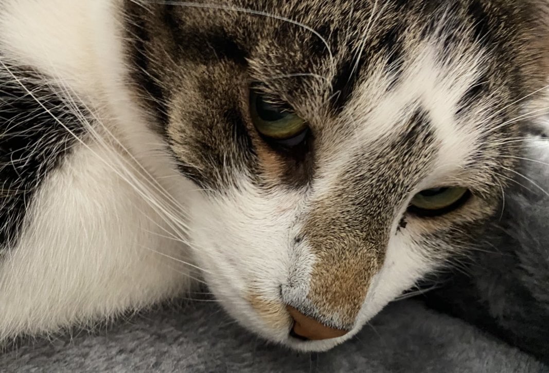 EvilMrJingles tweet media