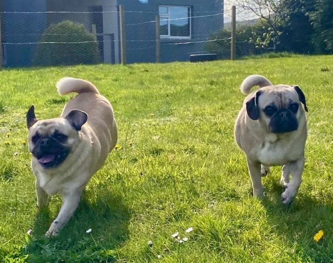 MADRADogRescue's tweet photo. 💔Siblings surrendered to a #Galway vet to be put to sleep.
Luckily he held onto them until we could find a foster home for them. 

Pug x, Finlay &amp; Harper are almost 5 yrs old, &amp; have obviously been well loved. 

Now confused &amp; scared 😢
https://t.co/JnPs8WUsmO
1/2
#AdoptDontShop https://t.co/0fnEZLmuiM