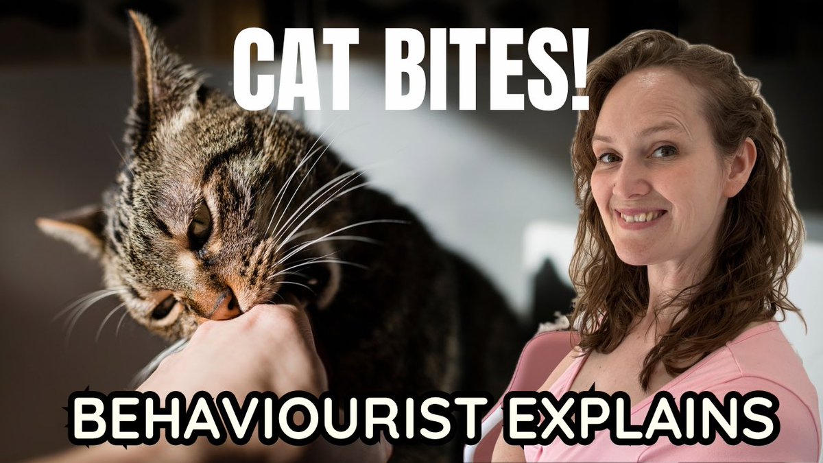 Is your cat biting you? Cat behaviourist reveals why - and how to help youtu.be/QRoXGGBheYk?si… via <a href="/YouTube/">YouTube</a> #catbehaviour #catvideo