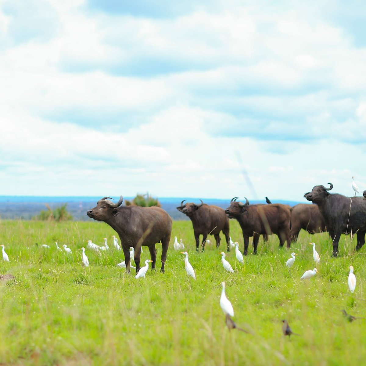 Master_Resort's tweet photo. Celebrating creativity and conservation in the great outdoors! Today we're in Murchison Falls National Park with our amazing #MasterPeaceWildLifeDay Photo Contest winners @swabrah_swabby and @iamtaliabirungik. Nature, art, and community—what a perfect combo!
#MasterPeaceResort
#MasterPeaceWildLifeDay
#OneMillionTrees
#iamtaliabirungik
#swabrah_swabby