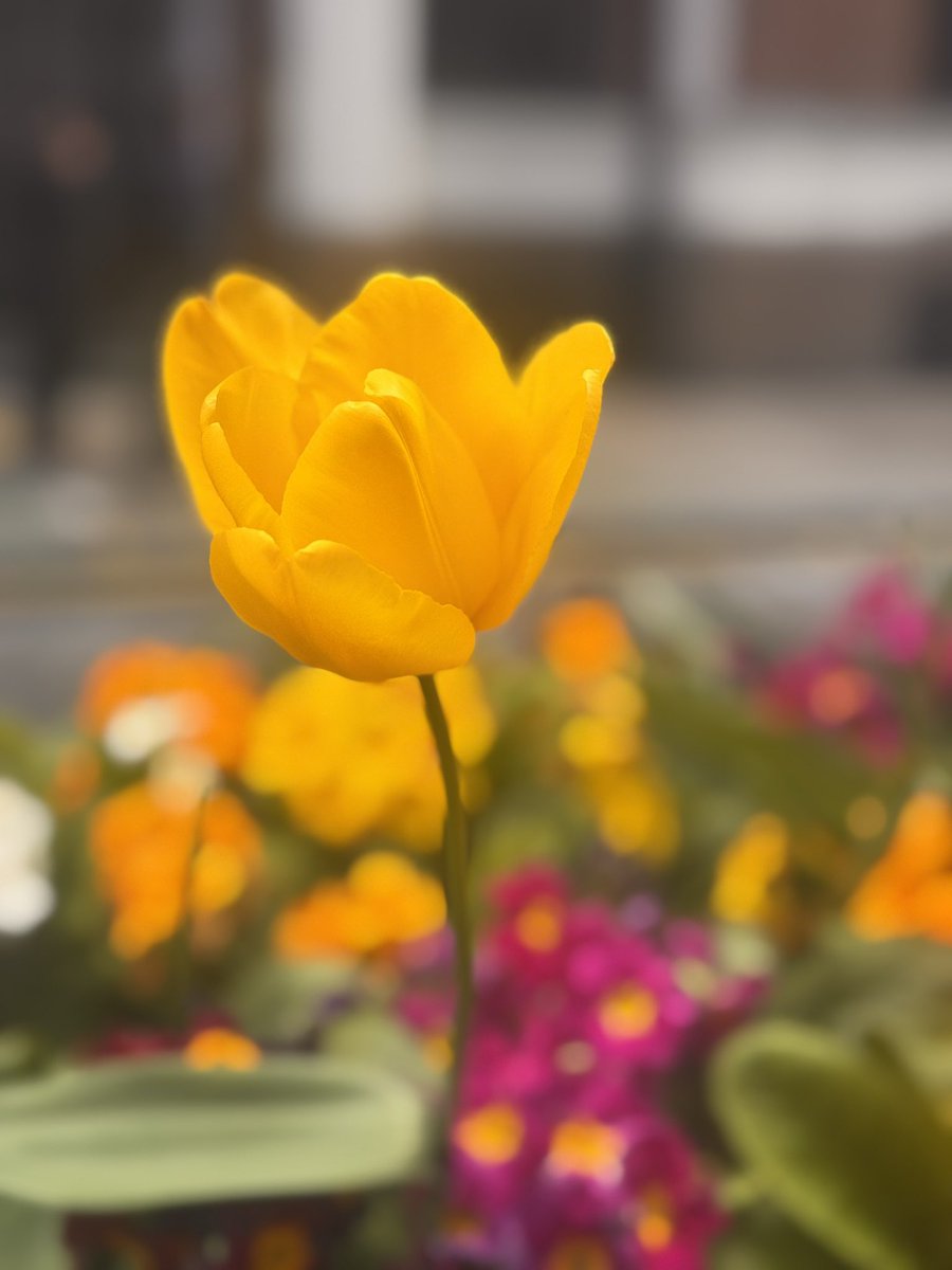 BooksCoveredHB's tweet photo. Love the #beautifulblooms #beautifulflowers all around #london #lovespringtime🌸 this is just outside #stjamesparkstation #city #cityflowers #spring #halfterm https://t.co/tF1Z0TTrH1