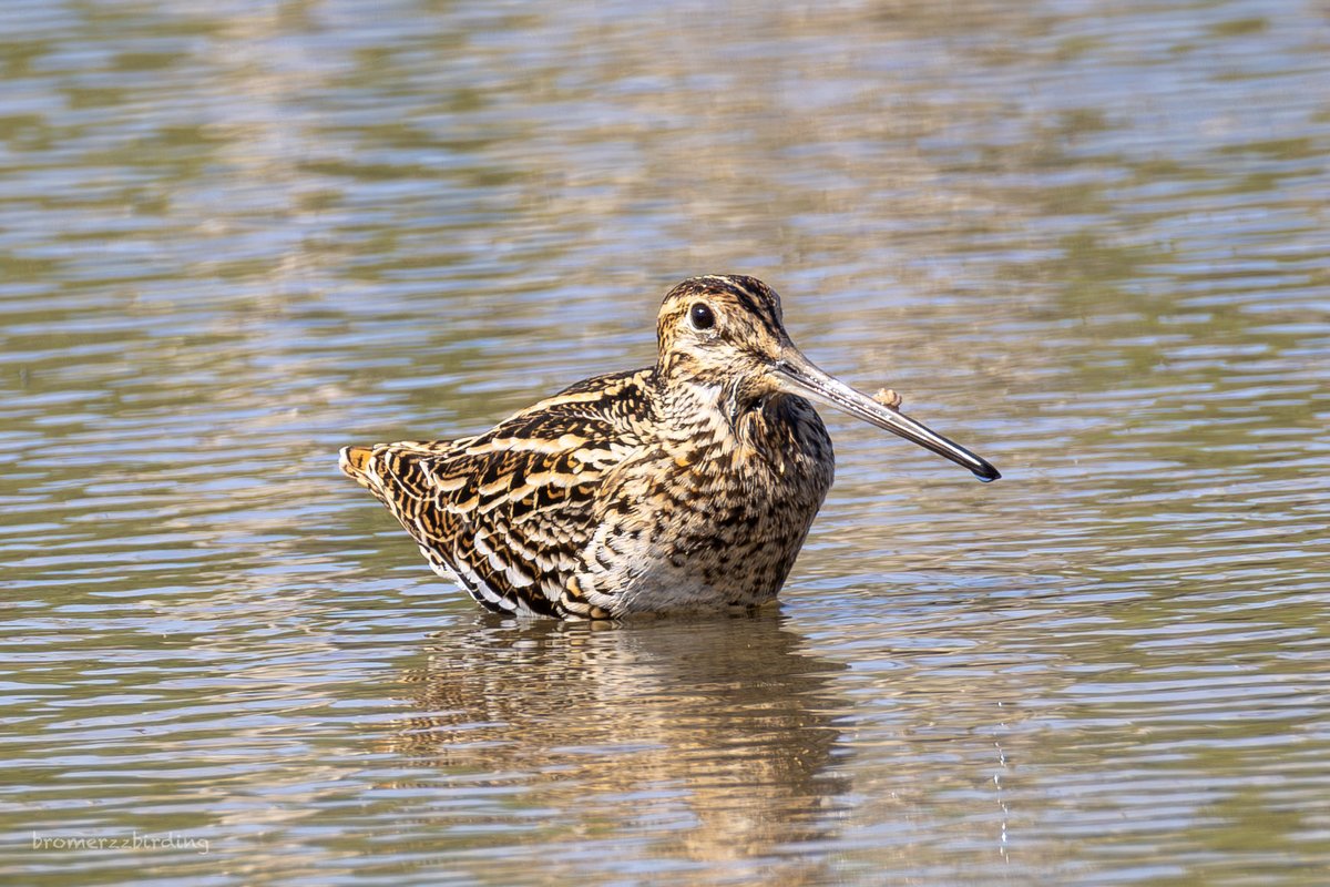 ⁦<a href="/birdsaroundcy/">BirdsAroundCyprus</a>⁩ Great Snipe one of 2 today at Achna Dam 19 Apr 25. #cyprusbirds #birdsseenin2025