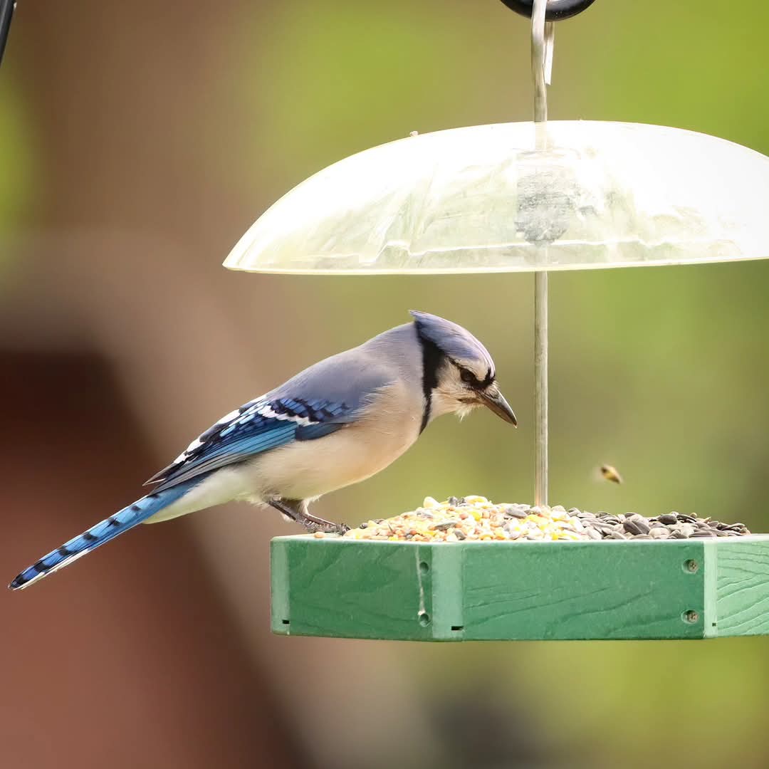 birdhouse_love's tweet photo. The blue jay and the bee...
#bluejaybirds #bluejaybird #bluejays #bluejay #bluejayvisit #bee #ohiobirdworld #Ohio #ohiobirdlovers #naturelovers #birdlife #birdwatchersdaily #birdactivity #birds #birdactivities https://t.co/F46Qu1InJM