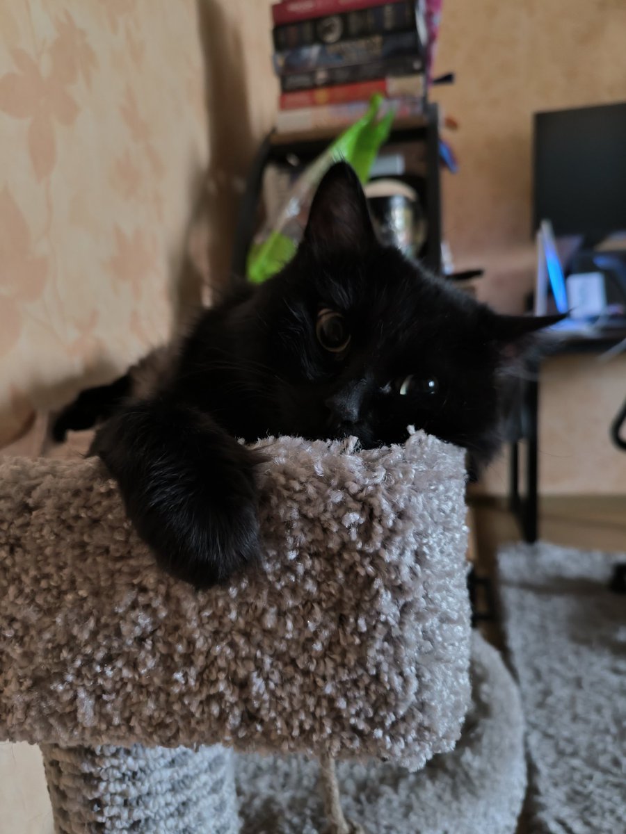 Смотрит как собака крушит ремонт