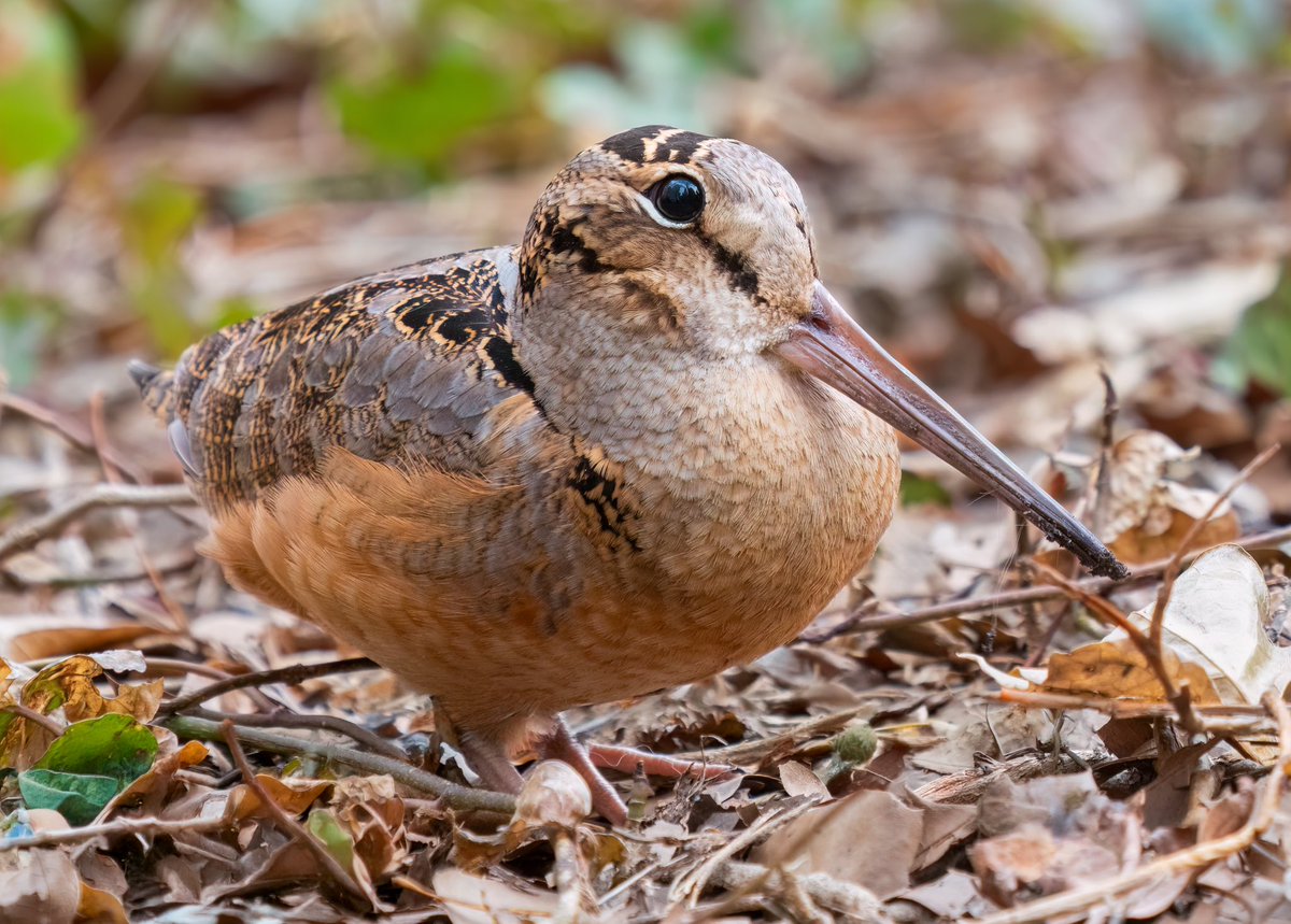 cditchman53's tweet photo. shoutout to the american woodcock https://t.co/tebM4X93CR