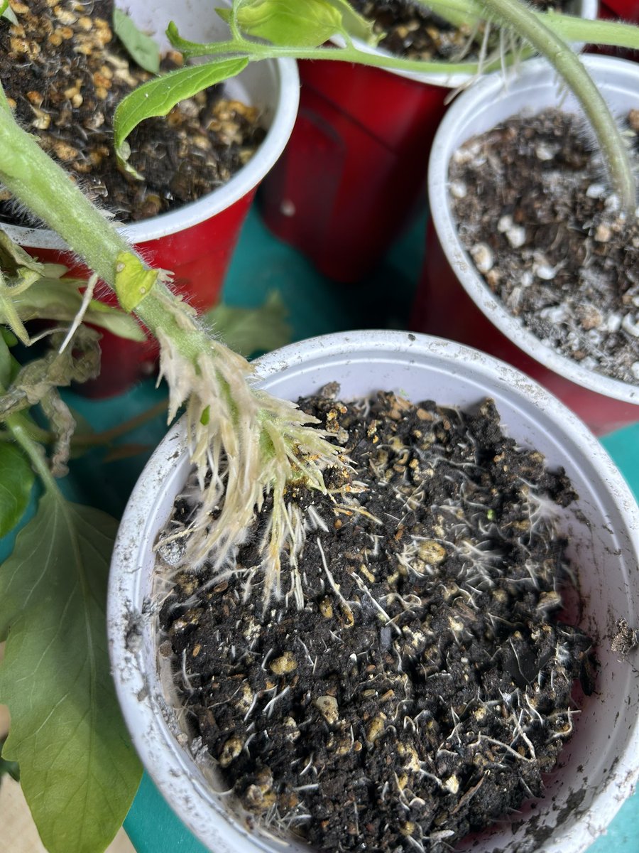 Tomato starts really crushing it in my homemade soil. I call it GOOD DIRT because it is!