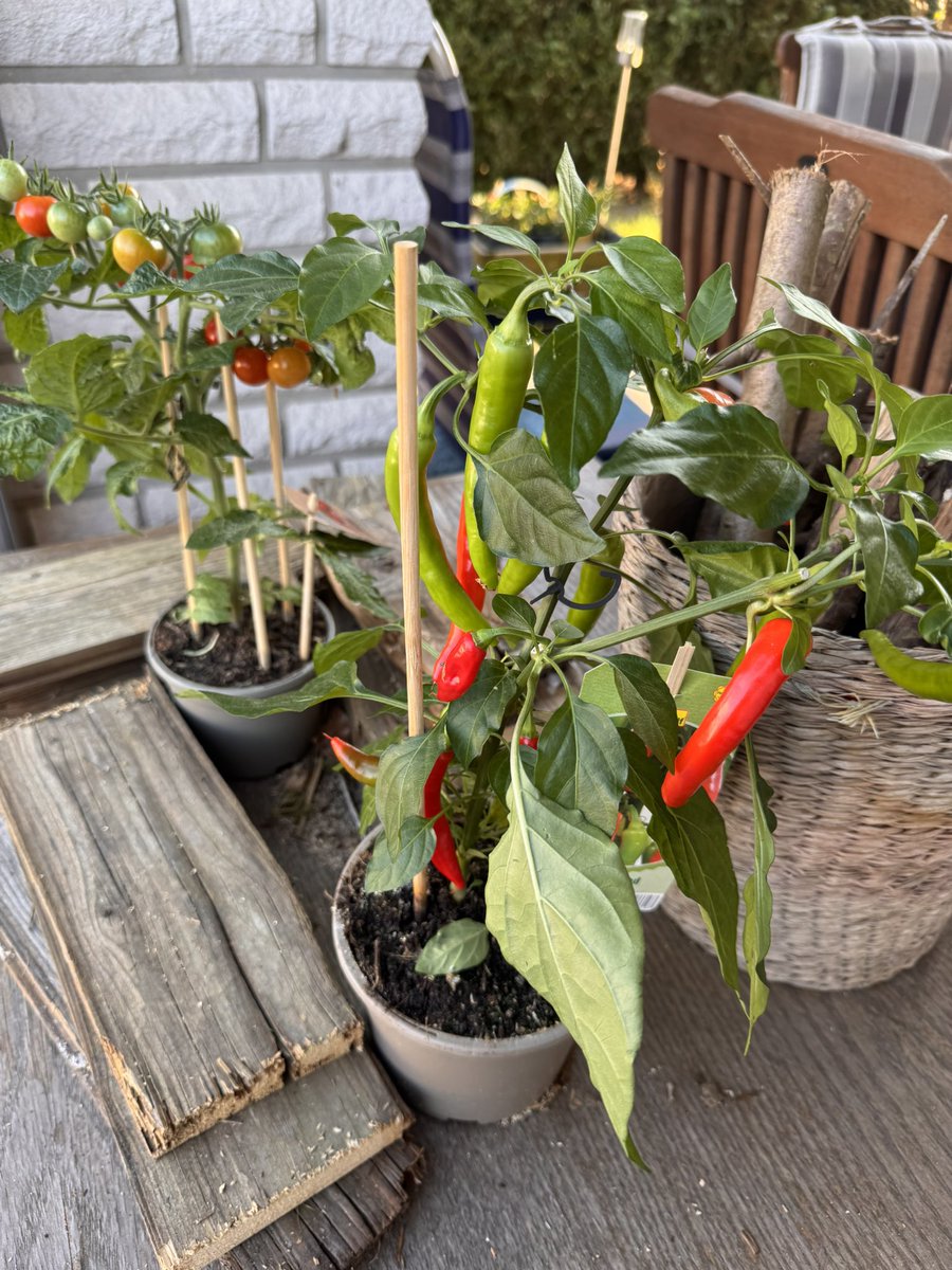 Ich mag es gerne #scharf . Deshalb züchte ich mir dieses Jahr zum ersten Mal auch meine eigenen Chili Schoten.