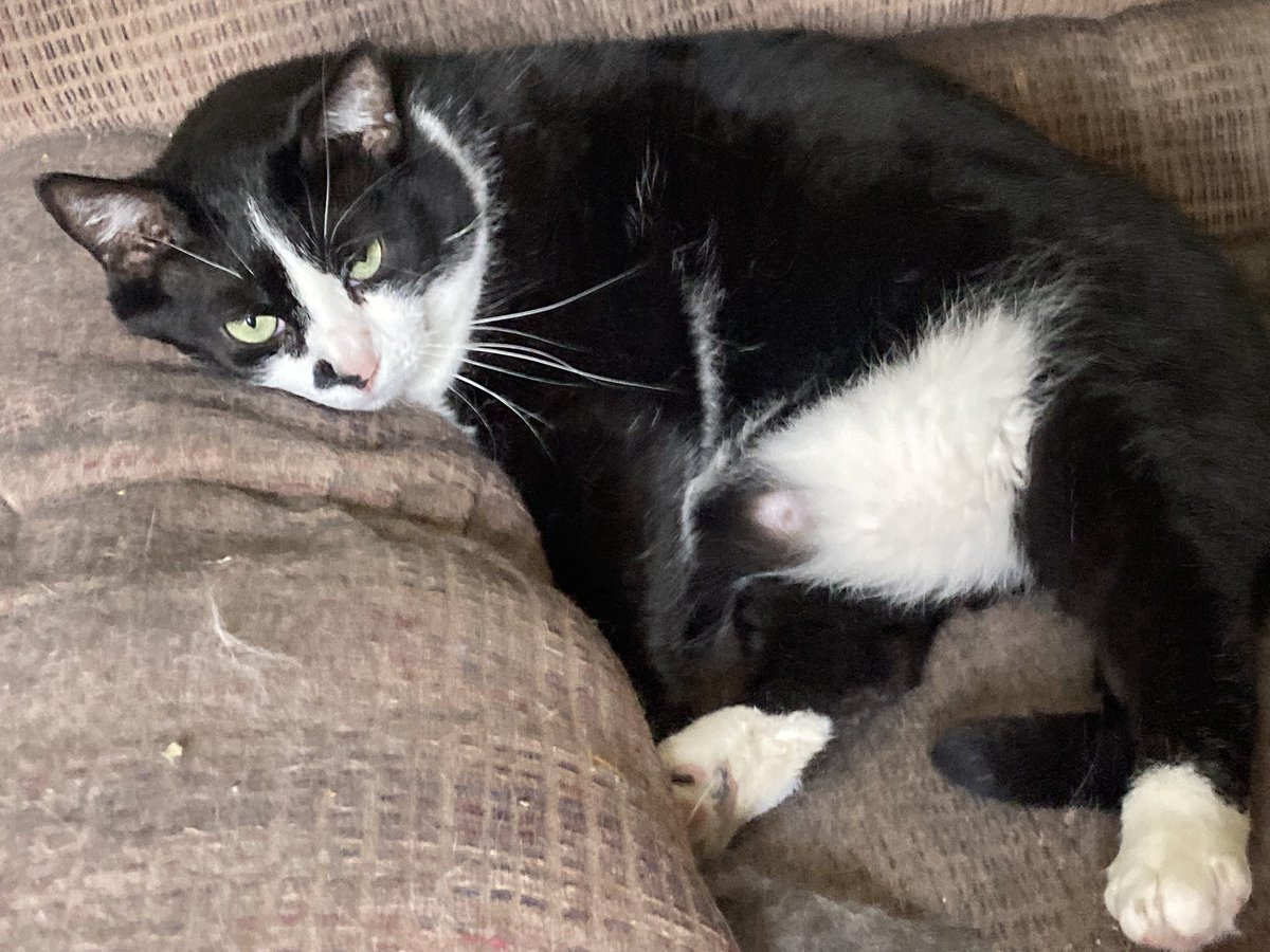 DeeMeow3's tweet photo. 🥳 It’s our 4th birffday😸Our mom was saved from a parking lot so she didn’t have to give birff to us out dere. We have grown up in a home with a family n a feeder. we’re glad we r safe inside n have food all the time n soft spots to sleep 😻 Julie, Mooby, Dante n Hope 😺 https://t.co/5mkzoonN09