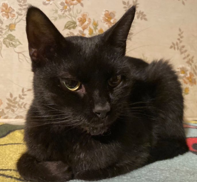 DeeMeow3's tweet photo. 🥳 It’s our 4th birffday😸Our mom was saved from a parking lot so she didn’t have to give birff to us out dere. We have grown up in a home with a family n a feeder. we’re glad we r safe inside n have food all the time n soft spots to sleep 😻 Julie, Mooby, Dante n Hope 😺 https://t.co/5mkzoonN09