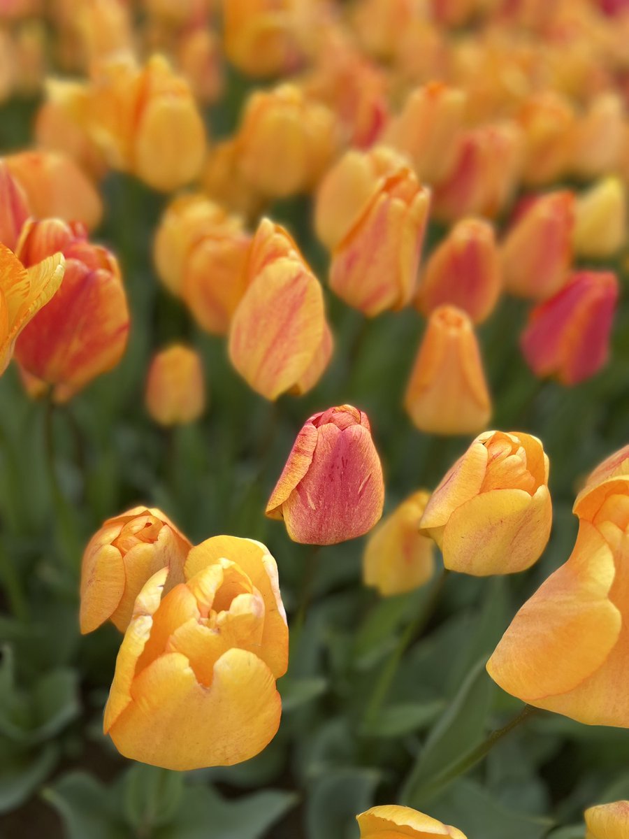 ilknurunaldi's tweet photo. 🌷 https://t.co/KWF6S8mxbD
