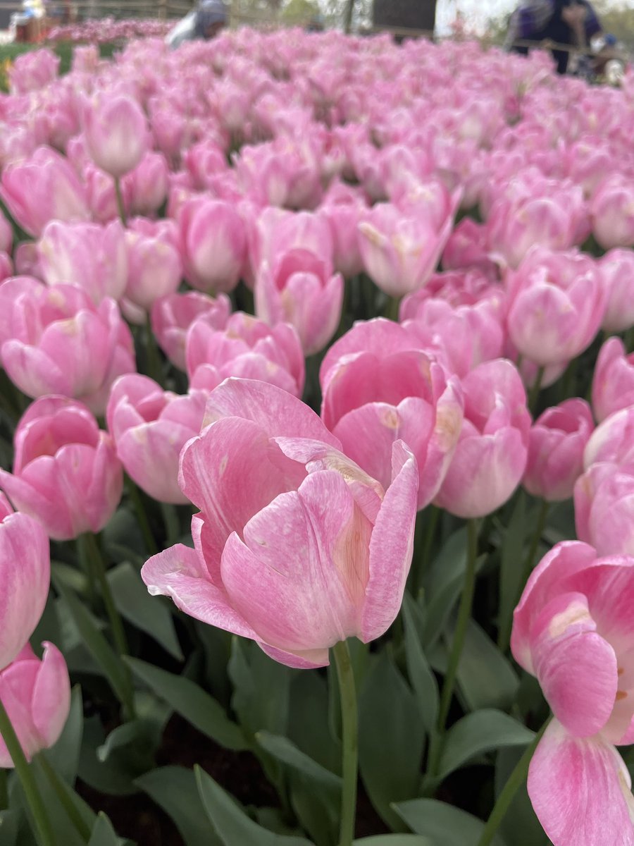 ilknurunaldi's tweet photo. 🌷 https://t.co/KWF6S8mxbD