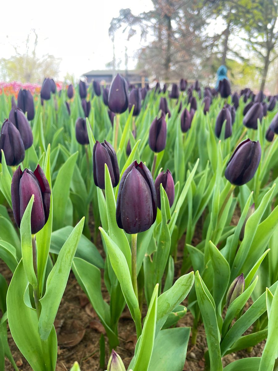 ilknurunaldi's tweet photo. 🌷 https://t.co/KWF6S8mxbD