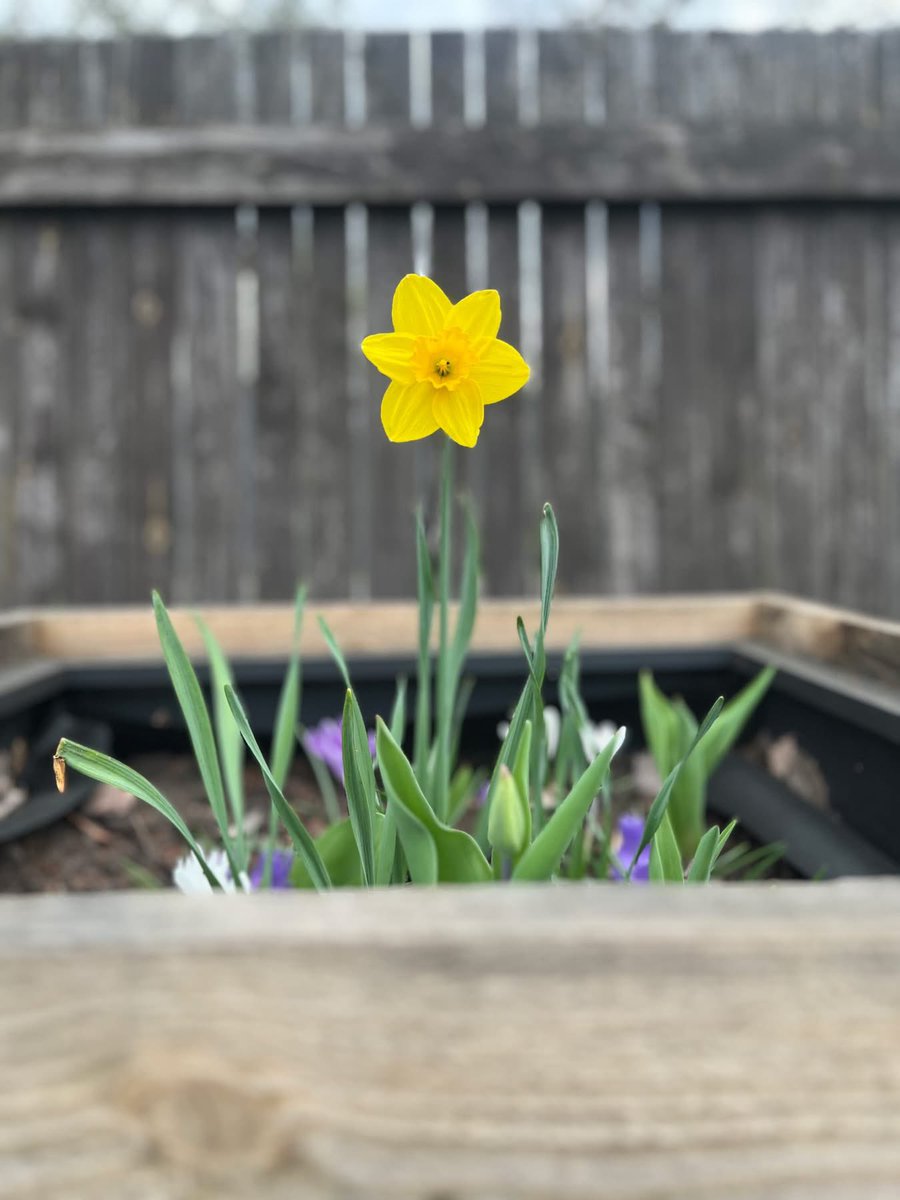 Šodien ir Varšavas geto sacelšanās 82. gadadiena. 
Dzeltenās papīra narcises, pateicoties POLIN muzejam, kopš 2013. gada ir Varšavas geto sacelšanās piemiņas simbols. 

19. aprīlī, pieminot Varšavas geto cīnītājus, piesprauž dzeltenas narcises. 
#ŁączyNasPamięć  #AkcjaŻonkile