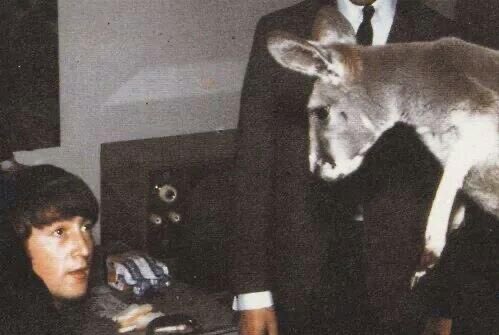 the beatles with a kangaroo must be the silliest thing ive seen