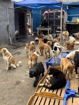 TawreedNew's tweet photo. Previously, volunteered at a stray dog rescue center for the first time https://t.co/0W3wsL114R