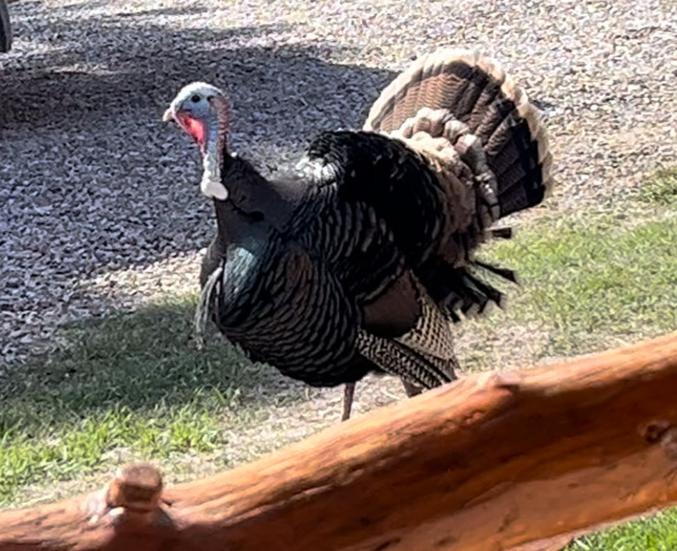 MindyJPeltier's tweet photo. Tom decided to come for Easter. Came early to enjoy coffee on front porch with Mr. P and me. #Montana #outdoorliving #wildlife #turkeysoftwitter #friluftsliv https://t.co/9wkFSYgT5h