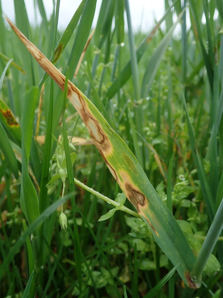 PavelSinkyrik's tweet photo. #Rhynchosorium secalis can be observed especially on untreated #barley margins. The spores are formed on the surface of the spots and can only be observed #microscopically. Primary infection takes place from post-harvest residues. #plantdisease #fungi https://t.co/RaR7q0wyKU