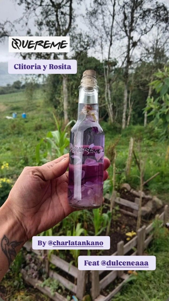 DulceN3a's tweet photo. Amix, esta primavera nos trajo a la granja nuevos sabores y poderes para la alquimia: clitoria - manzanilla y clitoria - rositas. Si se antojan de destilados de panela (40° alcohol) con plantas de poder ya saben DDDMMM 💌
#Quereme
#SoberaniaEtilica
#PlantasDePoder https://t.co/3ACHxLbxqr
