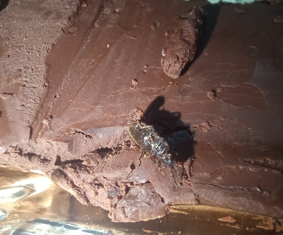Dingle_12's tweet photo. @Amul_Coop Bought Amul Sugar Free chocolate thinking it's a healthier option. To my shock, I found a dead insect at the bottom after finishing it.
Sugar free but puchi 🪳 irukum avalothan https://t.co/8nukLRagIQ