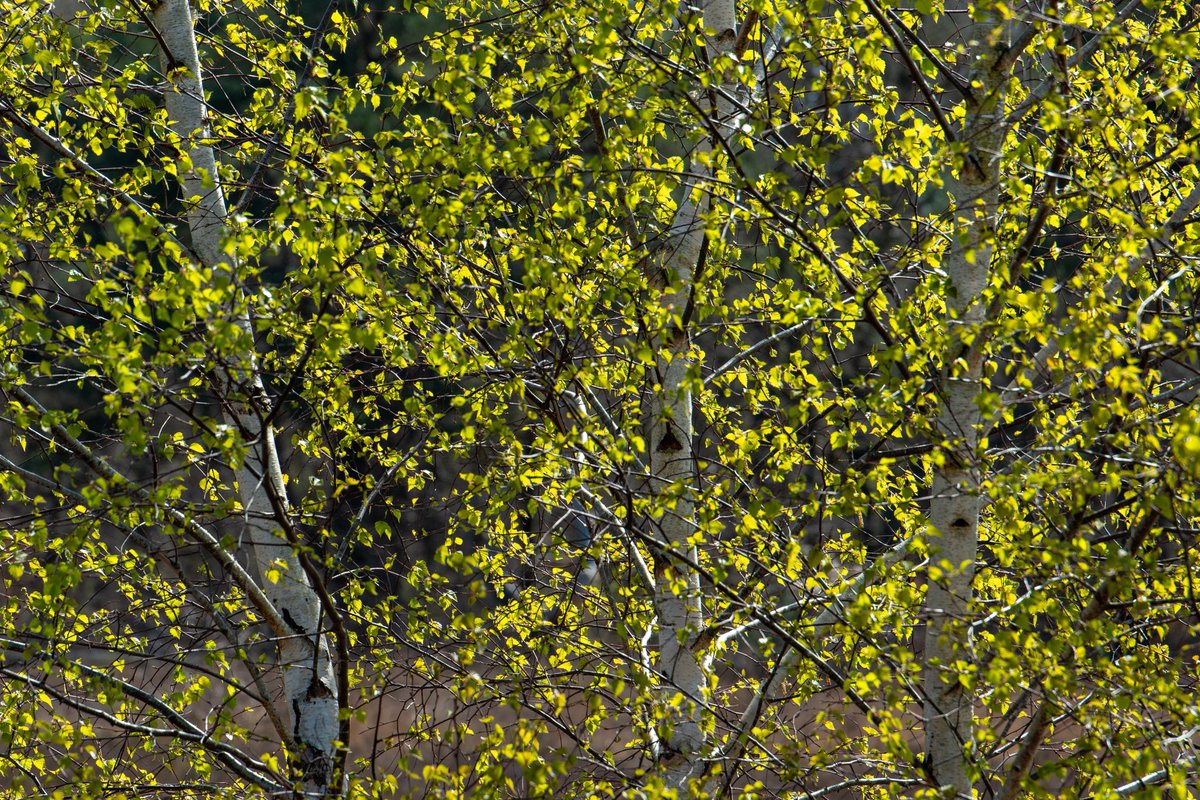Definitely Spring