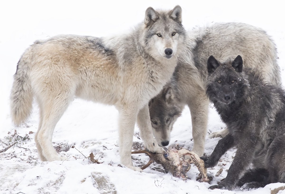 SmartwolfCO's tweet photo. Who is supporting this ballot measure campaign? Why should I? 

I-13 is financially supported by hundreds of people who deal with wolves every day: local ranchers, hunters, and community members. Many people strongly support ending further imports.

https://t.co/wtrM2GLAvQ https://t.co/GJhHbG4Joe
