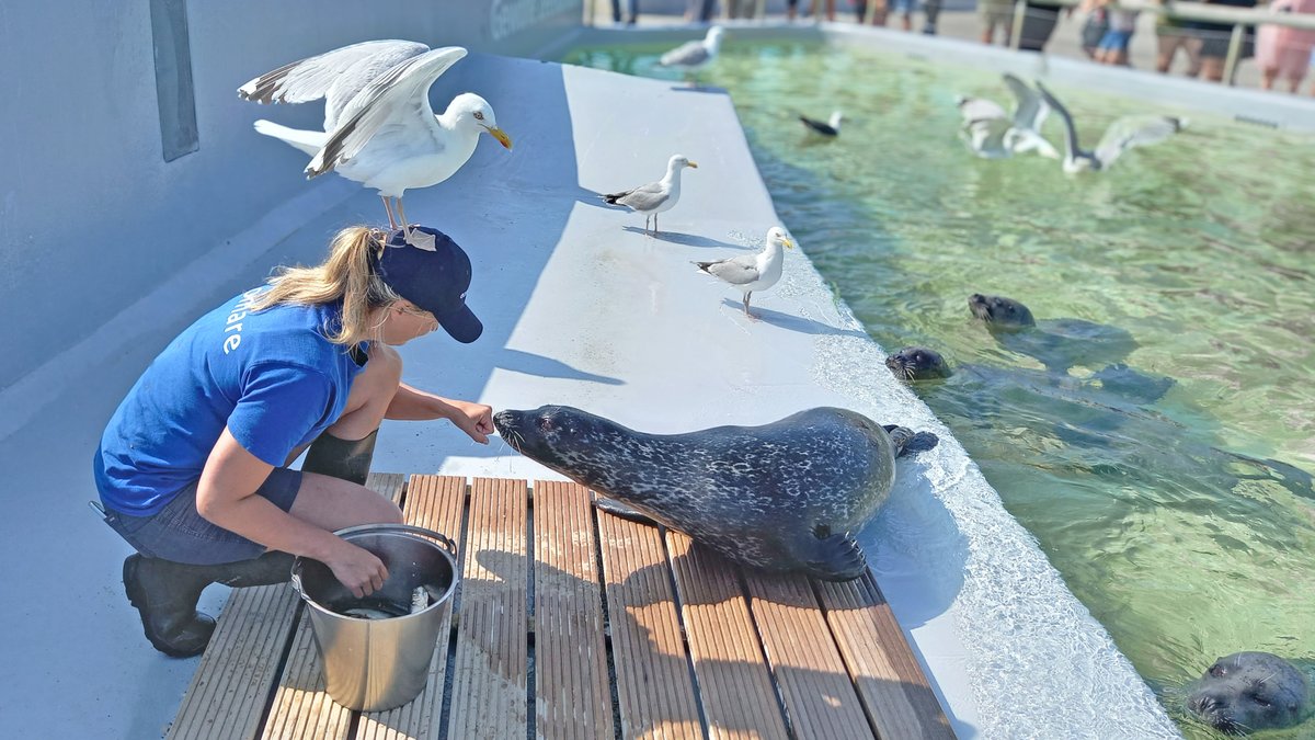 Deze vakantie zetten we de meeuwen in het zonnetje bij Ecomare 🐥☀️ Op het buitenterrein zijn ze deze tijd van het jaar niet te missen! Maar ook binnen in het museum kun je van alles over ze ontdekken. Bekijk het hele vakantieprogramma op de website: ecomare.nl/meivakantie-bi… 🦭