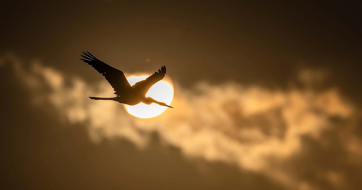 Once thriving with beautiful saurus cranes, Viet Nam’s Tram Chim Park is now the focus of a bold wetland restoration effort led by local communities.

This #EarthDay, see how rice-fish farming can help restore this ecosystem #ForPeopleForPlanet.

👉 ow.ly/iYc750VsOIv