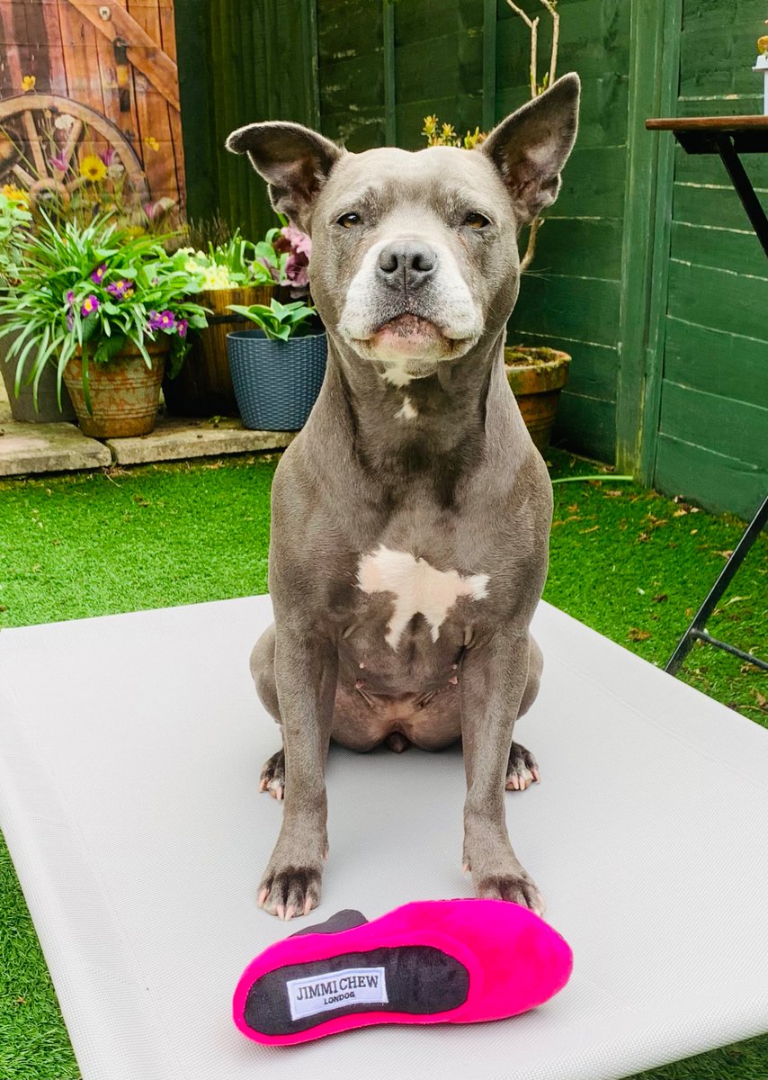 IsaMary2021's tweet image. Friends, another shoe has mysteriously appeared at the bottom of the garden but, it’s ok, this shoe belongs to me! Mum has only gone and bought me my very own Jimmi Chews 👠🩷🩷 #IsaMary #DogModel #JimmyChoo #HappyDog @jimmychoo