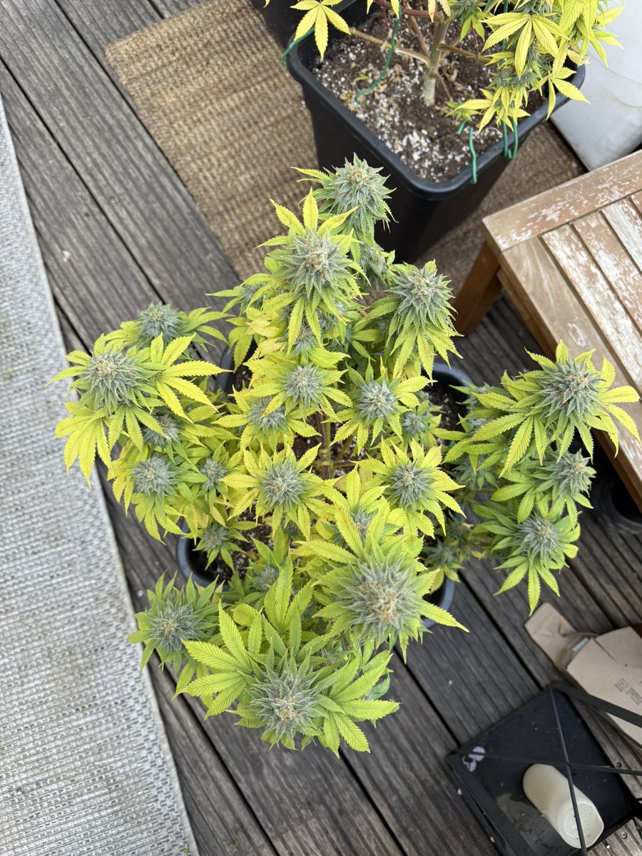 This Blueberry girl is producing nicely :) 
<a href="/DutchPassion_/">Dutch Passion</a>