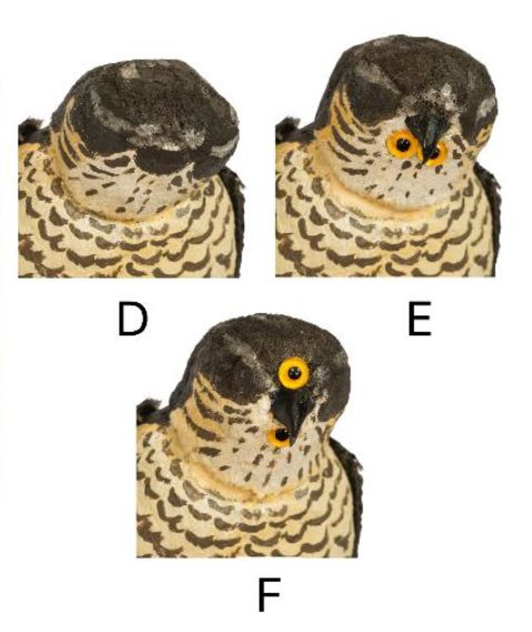 BioTay's tweet photo. Monstruos de terror para aves

Al modificar los ojos de los gavilanes, los carboneros los encuentran: o bien inofensivos como una paloma (sin ojos), o bien absolutamente aterradores (con ojos frontales en línea o debajo del pico). 
 
(paper) https://t.co/w5uyvuadLY @LaniusOndrej https://t.co/SPzy0wvkWx