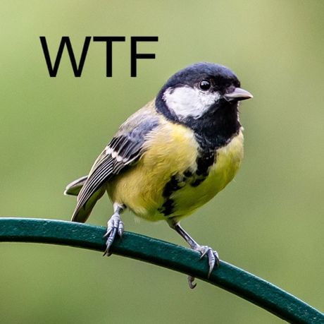BioTay's tweet photo. Monstruos de terror para aves

Al modificar los ojos de los gavilanes, los carboneros los encuentran: o bien inofensivos como una paloma (sin ojos), o bien absolutamente aterradores (con ojos frontales en línea o debajo del pico). 
 
(paper) https://t.co/w5uyvuadLY @LaniusOndrej https://t.co/SPzy0wvkWx
