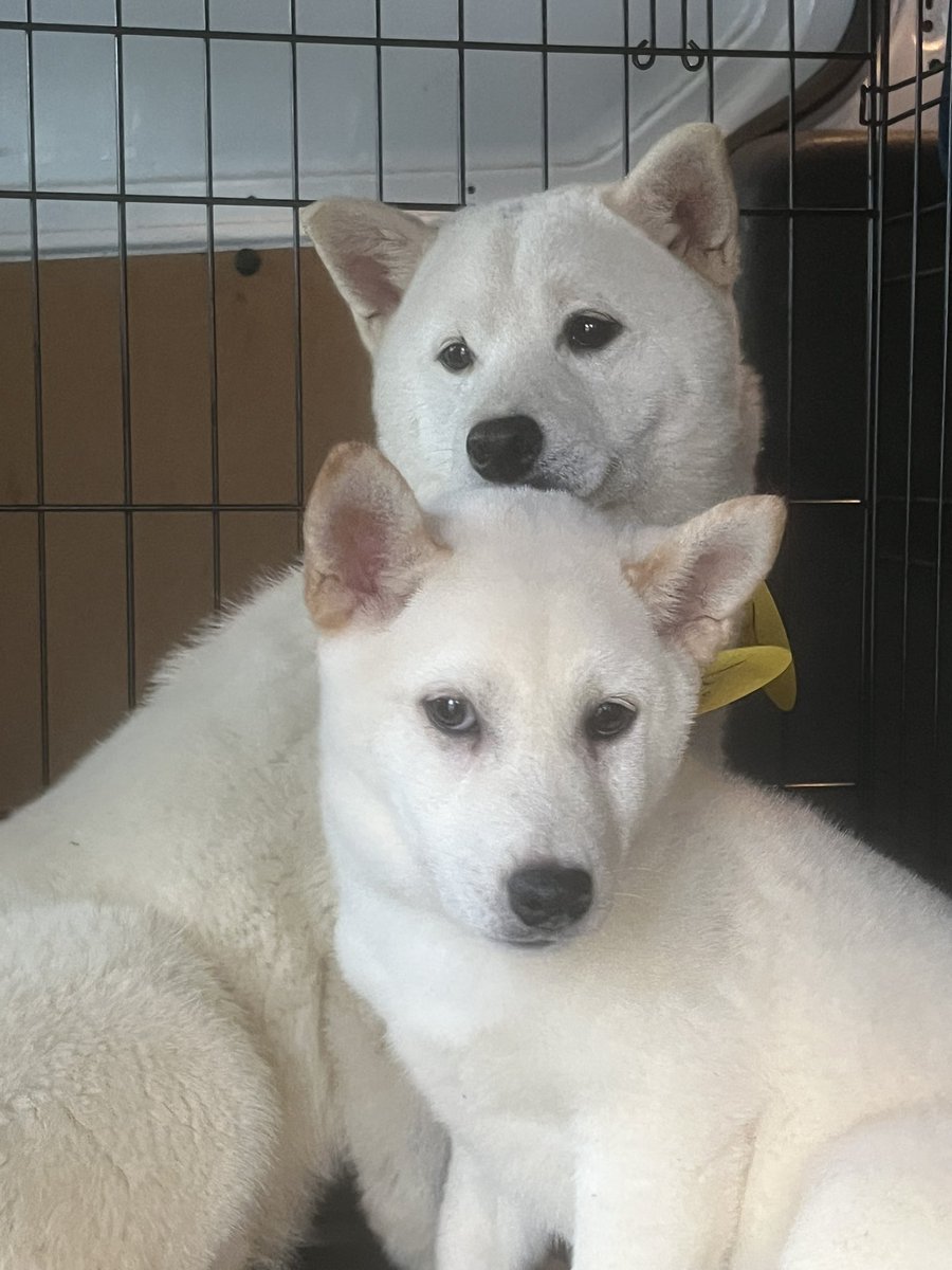 รoge ๐ฏ% (@doge100percent) on Twitter photo ๐ ร420 $DOGE - LETโS FIND HOME! ๐
Iโm teaming up with <a href="/ballsdeepindoge/">Doge Van</a> to find these dogs a forever home, and I need your help! ๐ ๐
We need Reposts! ๐ Iโm sending up to ร420.
For every 100 Reposts, I will pick a Winner to send ร100 (up to 4 times).๐ฐ
10 Winners of ร2.๐ฐ ๐ ร420 $DOGE - LETโS FIND HOME! ๐
Iโm teaming up with <a href="/ballsdeepindoge/">Doge Van</a> to find these dogs a forever home, and I need your help! ๐ ๐
We need Reposts! ๐ Iโm sending up to ร420.
For every 100 Reposts, I will pick a Winner to send ร100 (up to 4 times).๐ฐ
10 Winners of ร2.๐ฐ