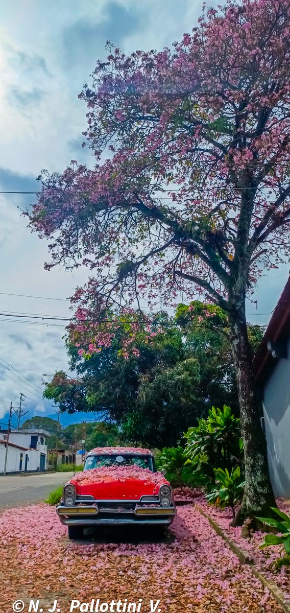 NJPallottiniV's tweet photo. El apamate y la máquina del tiempo.
San Cristóbal - Venezuela.
#apamate #photooftheday #photography #photographer #Fotos #sancristobal #tachira #Venezuela #urban #postal #post #inspiration #colection #NatureBeauty #nature https://t.co/VEYwvzEATP