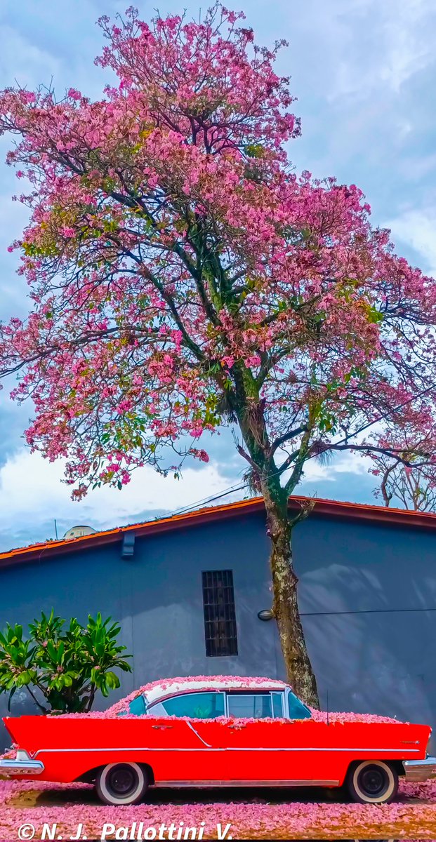 NJPallottiniV's tweet photo. El apamate y la máquina del tiempo.
San Cristóbal - Venezuela.
#apamate #photooftheday #photography #photographer #Fotos #sancristobal #tachira #Venezuela #urban #postal #post #inspiration #colection #NatureBeauty #nature https://t.co/VEYwvzEATP