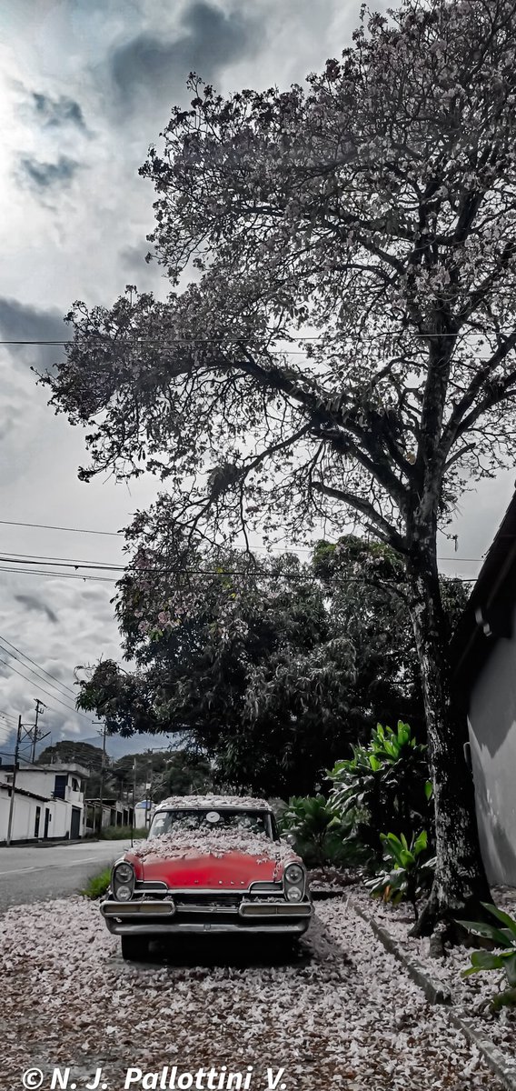 NJPallottiniV's tweet photo. El apamate y la máquina del tiempo.
San Cristóbal - Venezuela.
#apamate #photooftheday #photography #photographer #Fotos #sancristobal #tachira #Venezuela #urban #postal #post #inspiration #colection #NatureBeauty #nature https://t.co/VEYwvzEATP