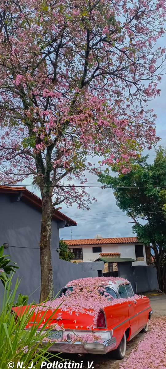 NJPallottiniV's tweet photo. El apamate y la máquina del tiempo.
San Cristóbal - Venezuela.
#apamate #photooftheday #photography #photographer #Fotos #sancristobal #tachira #Venezuela #urban #postal #post #inspiration #colection #NatureBeauty #nature https://t.co/VEYwvzEATP