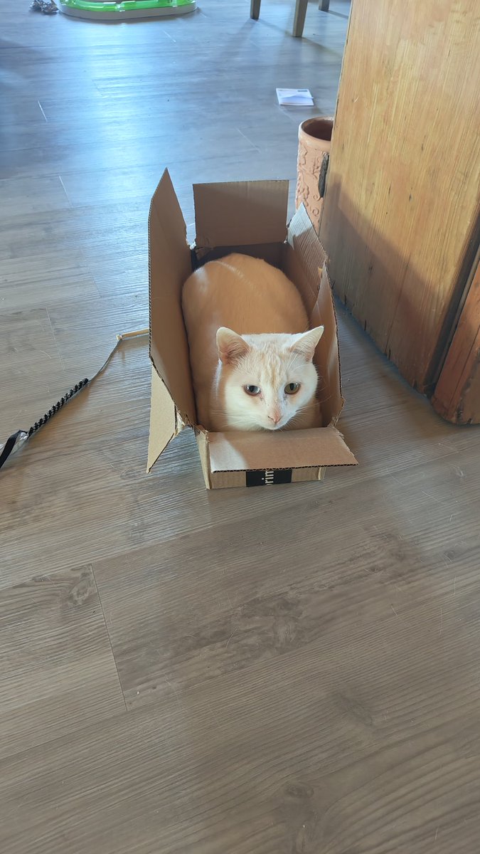 Ich glaube die Kartons müssen bleiben #nordstadtkatzen