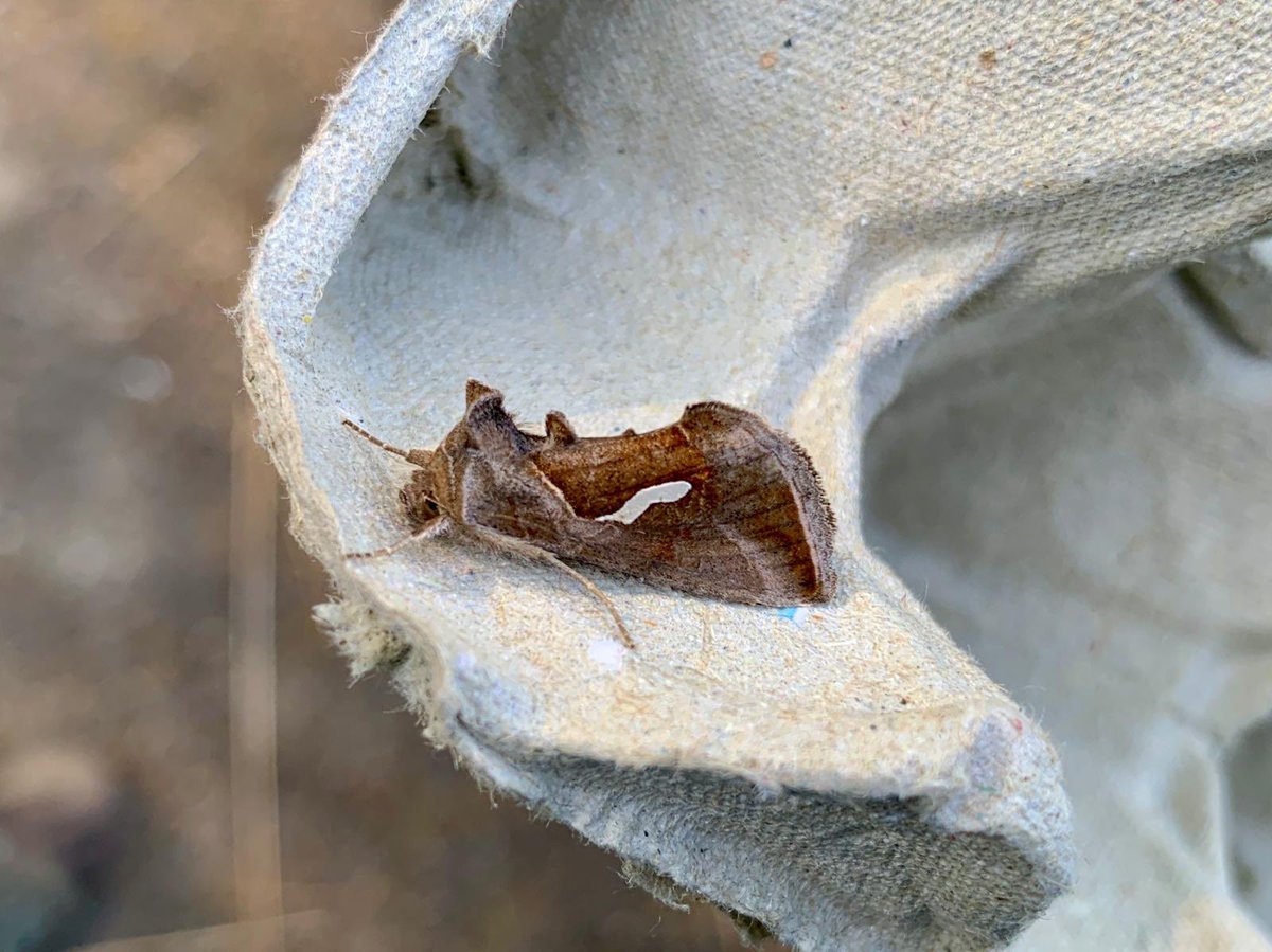 💥Dewick’s Plusia💥First record for the Reserve, never expected one in April!!! <a href="/MigrantMothUK/">Migrant Lepidoptera</a>
