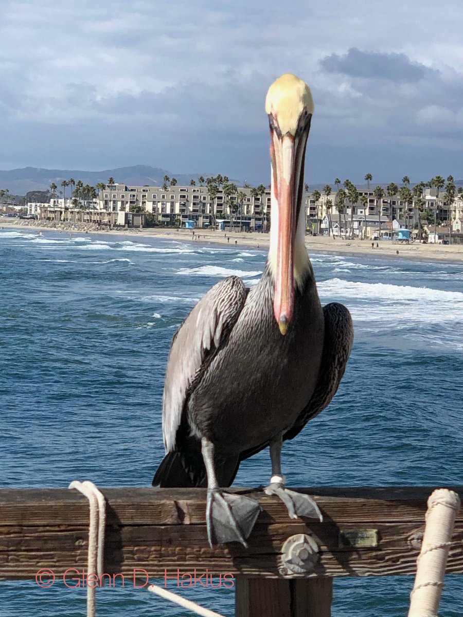 GHakius's tweet photo. @jjmmli Southern California… https://t.co/tufv7XvJti