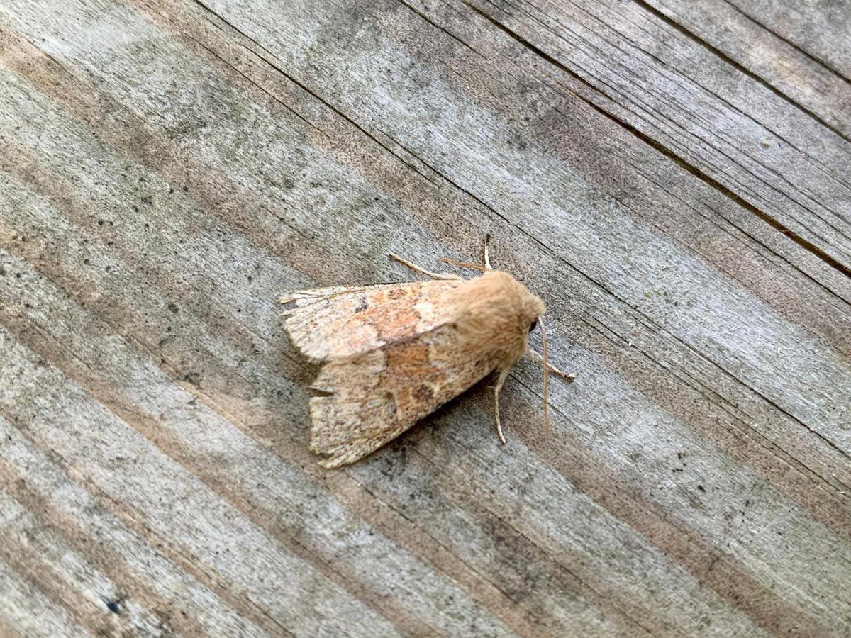 Moth numbers gradually building with Great Prominent added to the year list and yet another Blossom Underwing <a href="/SussexMothGroup/">Sussex Moth Group</a> #teammoth