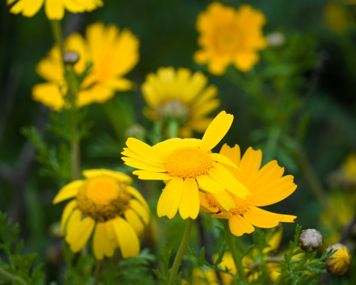 FeeLerLing's tweet image. Wishing you all a lovely long weekend 🐰🐣

#Daisies #WeekendVibes #Easter2025 #Spring