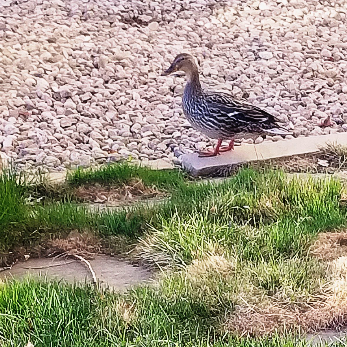 CWSFortCollins's tweet photo. We have a new Candlewood duck! This duck has just had her babies right outside our doors! What a fun Easter surprise! https://t.co/uulxrT4hza