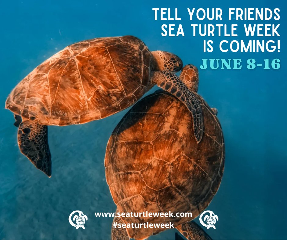 We’re so excited because #SeaTurtleWeek is just a month away — are you ready?!

Did you know you can register for a beach clean-up to be a part of the week?

Learn more here:seaturtleweek.com/plan-a-beach-c…